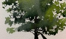 一棵松树的成长故事