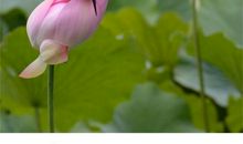 享受，夏天的味道