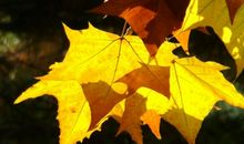 秋天的树叶作文350字