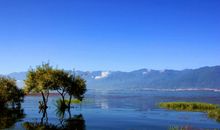 我愿是只小鹦鹉