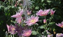 又是一年菊香时