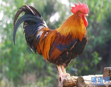 公鸡摇尾巴