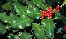 我是一棵快乐的构骨树