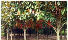 美丽的广玉兰树