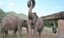 我在泰国骑大象