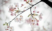 假如我是一枝花