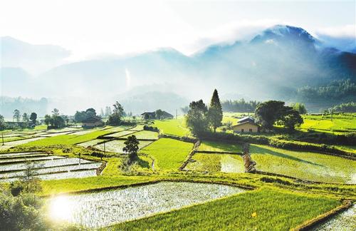农村早晨现场