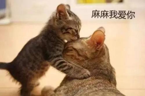 我心爱的猫