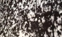 一路树影一路歌