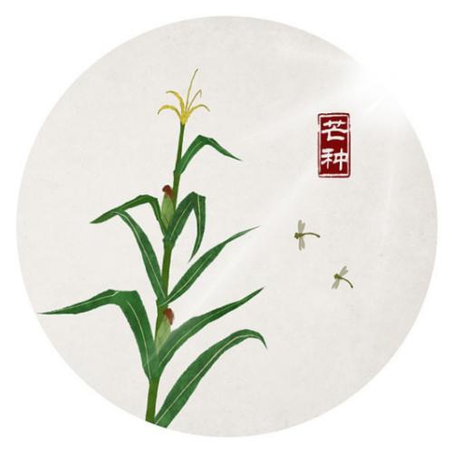 芒果种节气