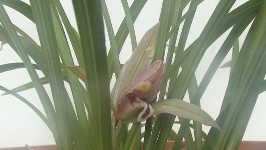 兰花颂