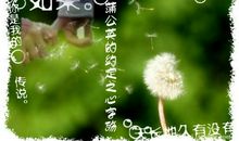 你是我的蒲公英