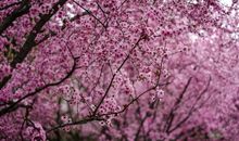 最喜欢那一片梅花林