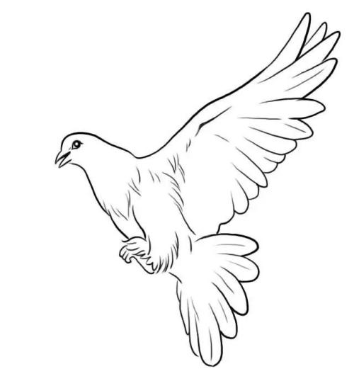 鸽子飞走了