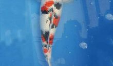 读《选择幸福的漂亮鱼》有感