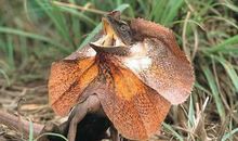 动物世界真神奇