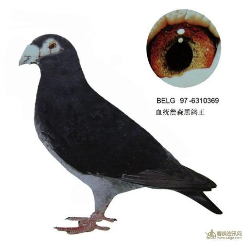 鸽子的爱