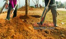 种树忙一天，好处享万年