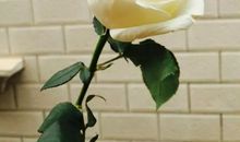 那束白色的康乃馨