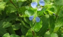 我是一朵顽强的花儿