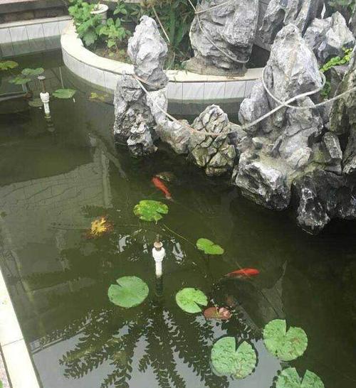 美丽的小鱼池