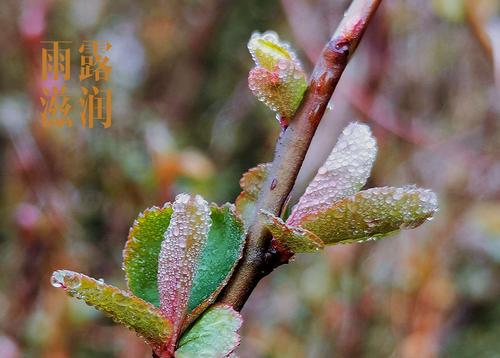 老师的爱滋养了我的心