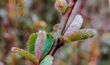 师爱滋润着我的心田