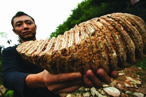 在山洞里的“老虎”在山洞里的“老虎”
