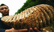 洞里“老虎”洞外“小羊”