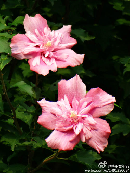 美丽的芙蓉花