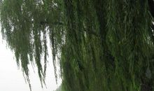 雨天游，情更浓