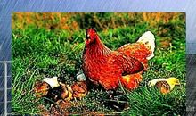 妈妈口中的田园