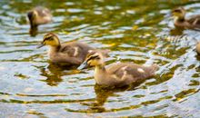 我喜欢的动物——小鸭子