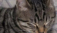 会唱歌的“狸猫”