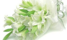 那朵最美的百合花