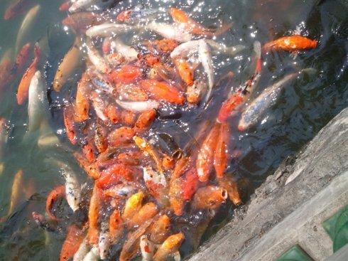 金鱼池