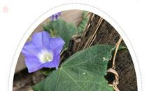 墙角边顽强的生命