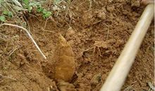 “挖冬笋”游记