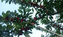 我家那棵樱桃树