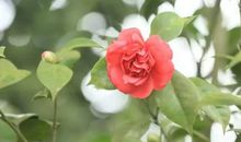 半抹新绿叙永恒