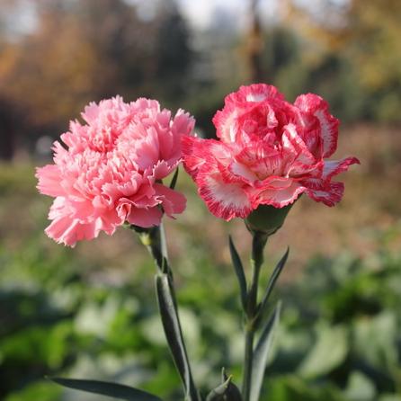 感恩节花