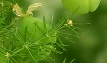 笑容滋润了我的心田