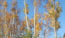 我爱故乡的秋天