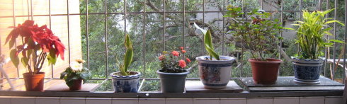 我学会种花