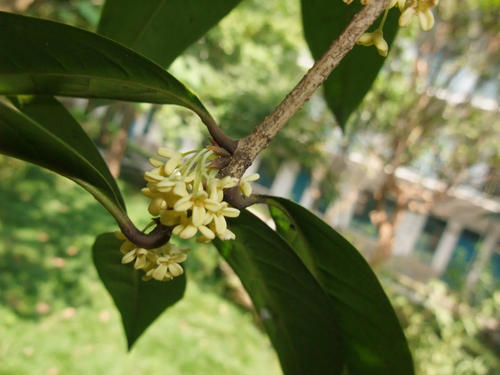 桂花盛开在校园里
