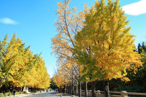 杨树在校园里
