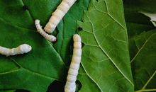 我争取来的蚕宝宝