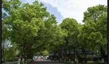 家乡的碧洲公园