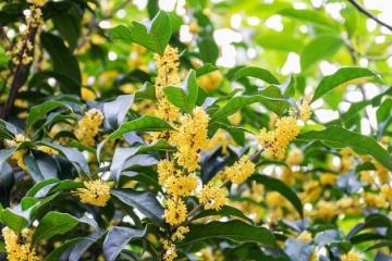 桂花不同季节的树木