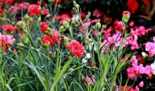 常开不变的康乃馨